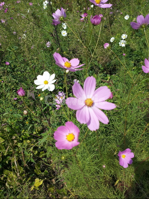 시골길,코스모스,길가코스모스,가을,가을시골길,식물,자연,plants,nature,꽃,flower