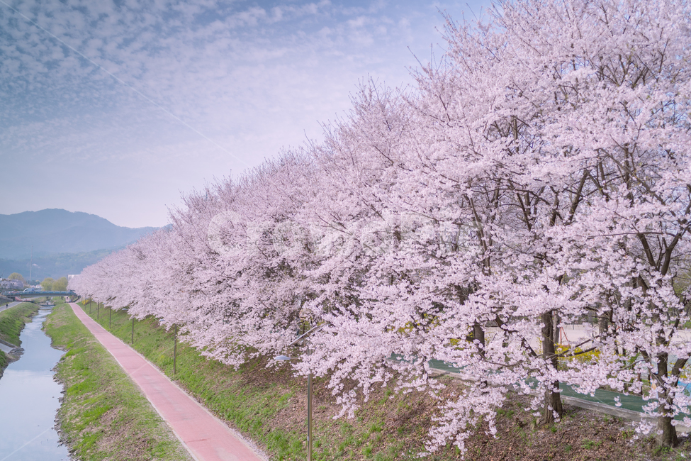 벚꽃,풍경,힐링,꽃,벚꽃풍경,벚꽃놀이,봄,계절,spring,season,자연,풍경,nature,landscape,plant,식물,flower,blossom