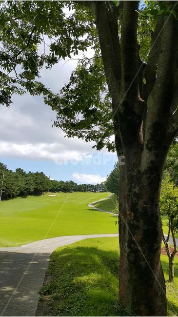 green meadow,blue sky,greenfield,golf course,tree