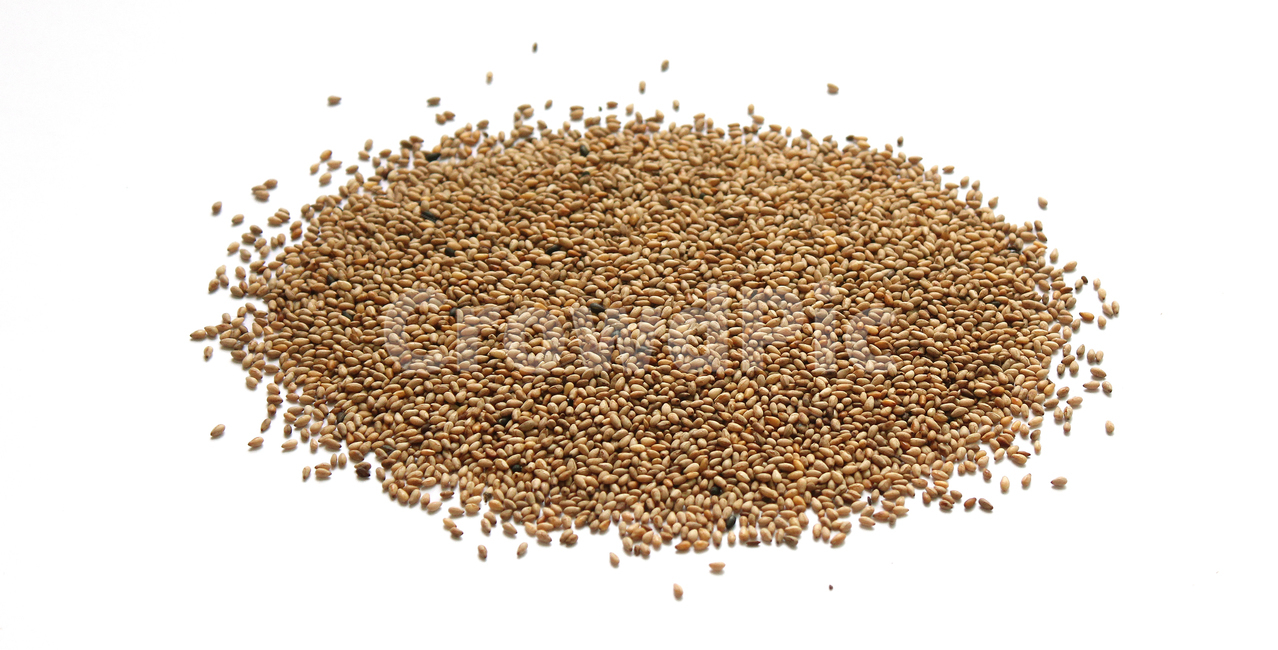 brown,closeup,dry,dummy,food,gold,grain,macro,meal,natural,nature,organic,plant,seed,seeds,sesame,sesameseed,sesameseeds,top,topangle,topview,yellow,깨,참깨,곡식,곡류,음식,음식재료,식재료,식물,씨앗,씨,갈색,브라운,말린,말리는,건조,자연,클로즈업,탑앵글,탑뷰,깨소금,농작물,농촌,농사,흰배경,음식,식재료,요리,food,cook,meal,dishes,food reserves,곡류,곡식,cereals