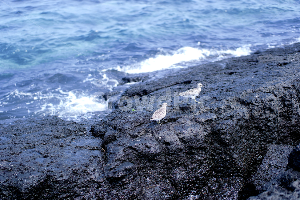 새,파도,바다,바위,풍경,landscape,scenery,scene,sight,자연,nature,bird,힐링,healing,stone,sea,wave,감성,sensibility,자연,풍경,nature,landscape