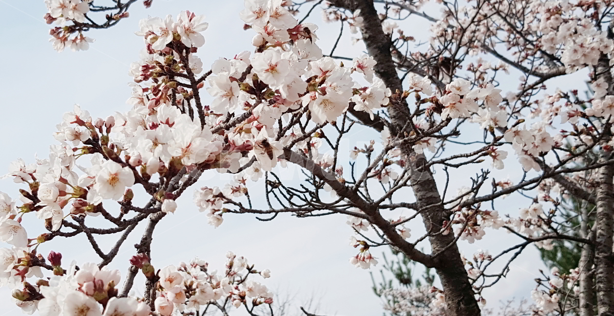 벚꽃,봄꽃,식물,꽃,flower,cherryblossoms,봄,spring,bee,벌