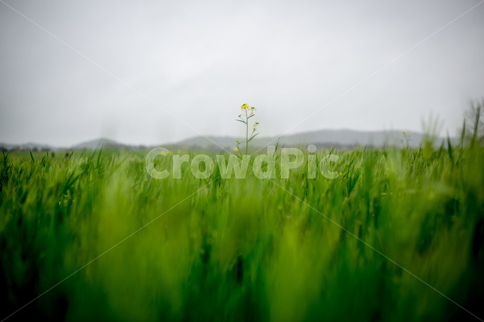 청보리,청보리밭,보리,학원농장,유채꽃,고창,자연,풍경,nature,landscape,식물,plants,꽃,flower,outdoors,옥외,grassland,목초지,field,들,farm,농장,rural,농촌,meadow