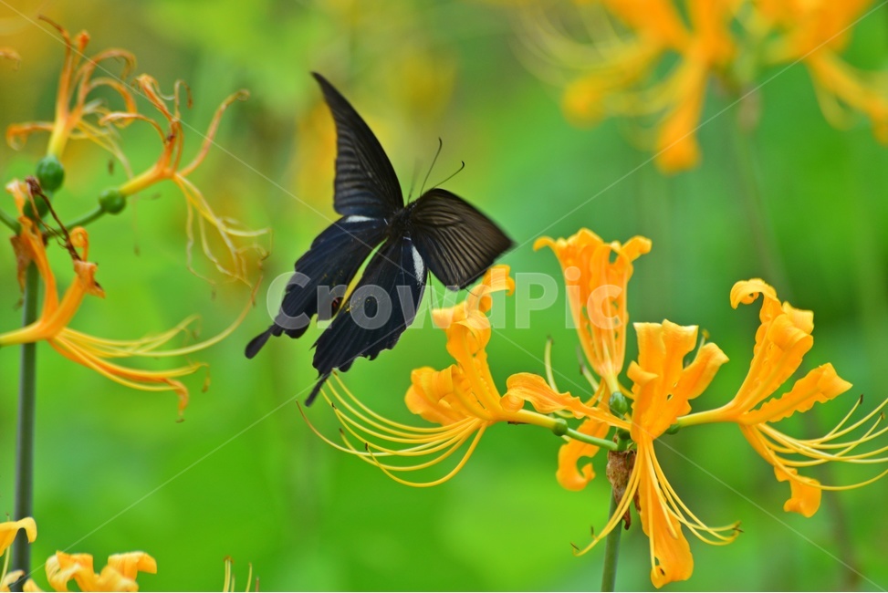 plant,식물,blossom,flower,꽃,꽃무릇,나비,호랑나비,식물,자연,plants,nature,꽃,flower,곤충,벌레,insect,bug