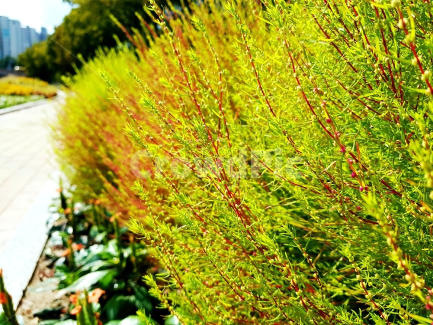 leaf,잎,plant,식물,자연,식물,자연,plants,nature