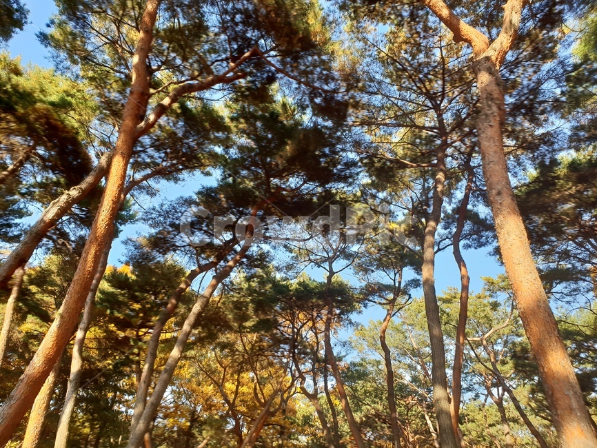 가을풍경,단풍,단풍놀이,가을감성,소나무,융릉,건릉,산책로,숲,나무,낙엽,식물,자연,plants,nature,나무,trees,wood