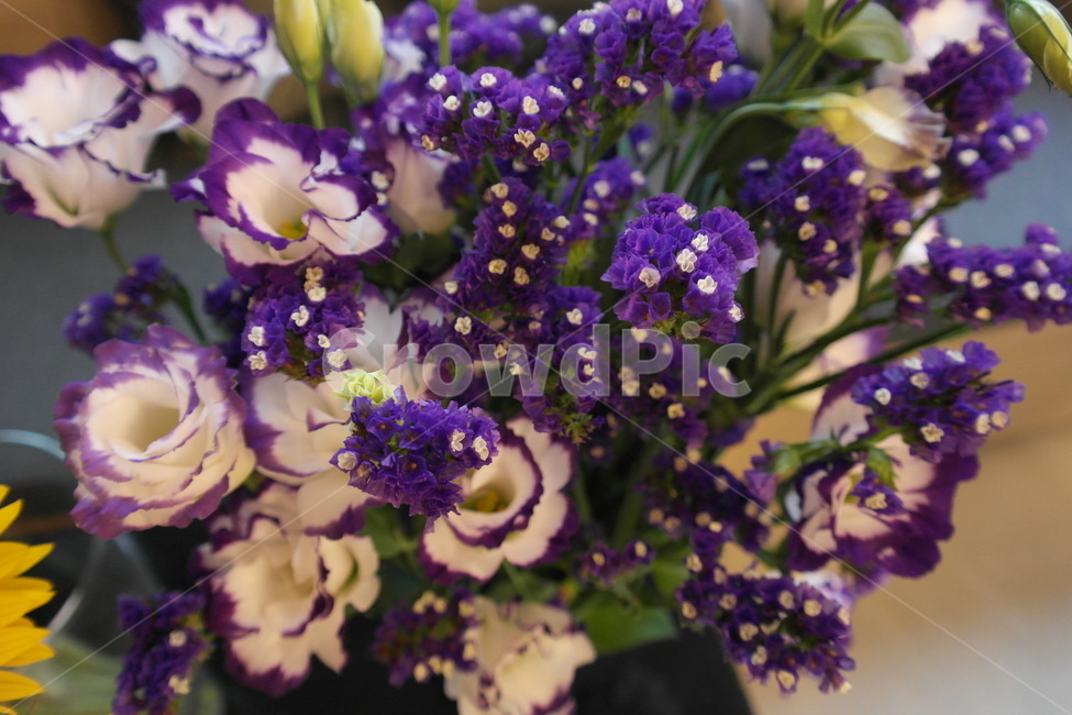 자연,꽃,장미,보라색꽃,식물,flower,꽃다발,식물,자연,plants,nature,꽃,flower
