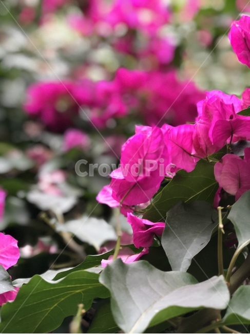 꽃,핑크,분홍,자연,식물,감성,분홍꽃,잎,꽃잎,식물,자연,plants,nature,꽃,flower