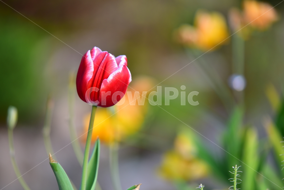 튤립,꽃,튤립꽃,예쁜꽃,빨간꽃,플라워,flower,tulip