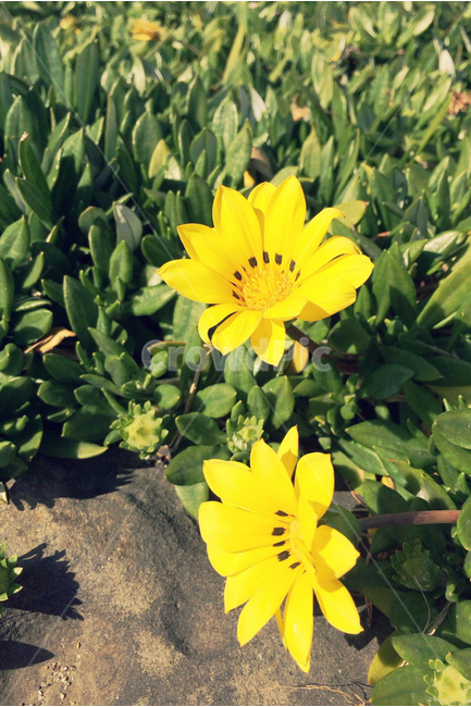 꽃,노란색,노랑,yellow,flower,봄,따뜻한,산책,그린,초록,돌,감성,warm,green,식물,자연,plants,nature,꽃,flower