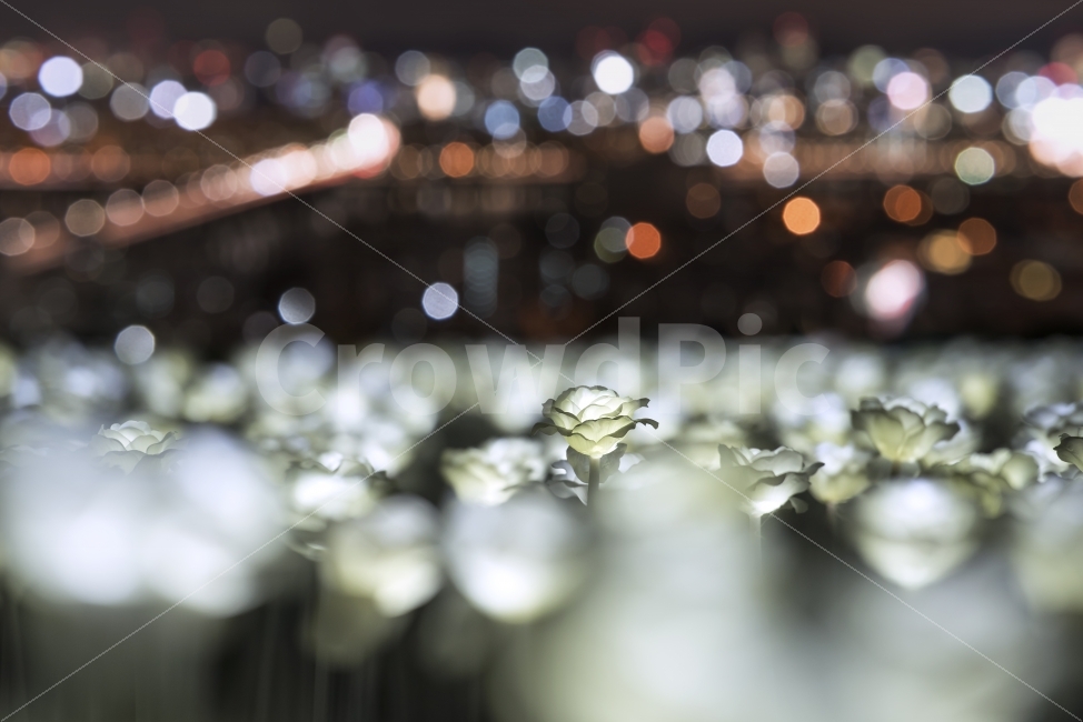 LED,장미,LED장미,야경,보케,빛,흐림,로즈,도시,풍경,불빛,플라워,축제,한강,도심,배경흐림,블러,환상,아름다운,데이트,백그라운드,가을,초점,추억,기념,화려한,야경,밤,풍경,nightscape,night,landscape,감성,sensible,feeling