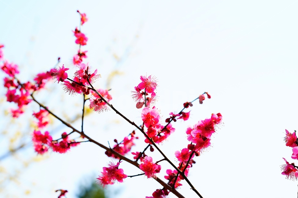 apricotflower,매화꽃,홍매화,plant,식물,petal,꽃잎,blossom,flower,꽃