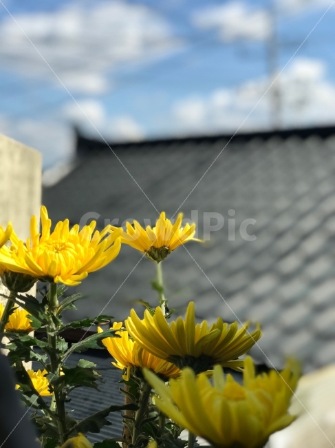 국화,꽃,자연,노랑,가을,flower,color,yellow,fall,생명,옐로우,향수,향기,가을향기,감성사진,사진,포토,photo,한국,korea,식물,자연,plants,nature,꽃,flower