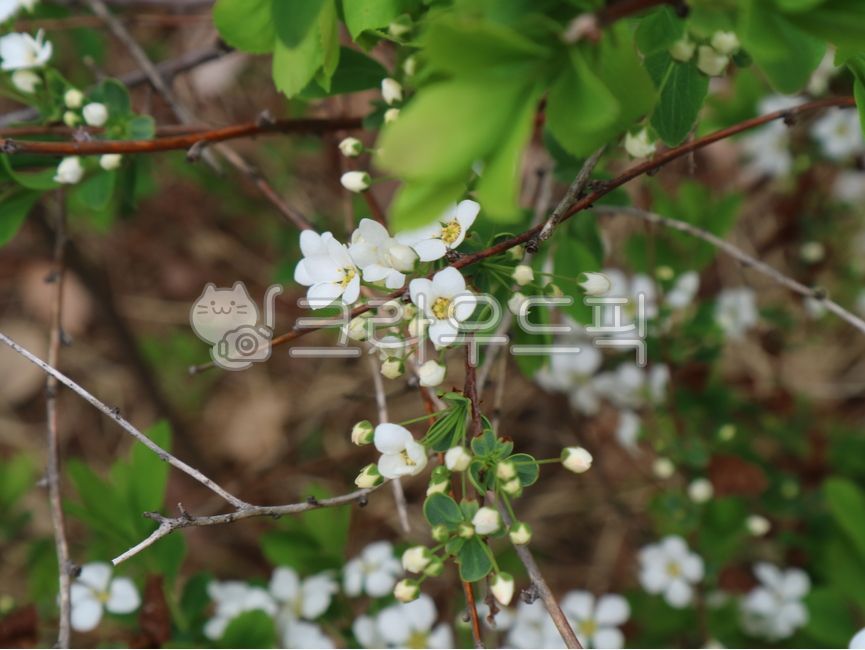 poppytree,poppyflower,spirea tree,bolssom,spirea flower,whiteflower,flower