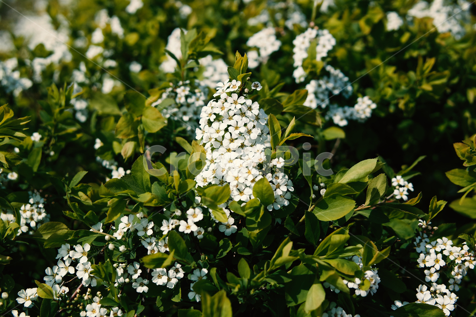 꽃,자연,식물,하늘,sky,nature,flower,plant,힐링,healing,landscape,scenery,scene,view,초록색,green,sight,잔디,grass