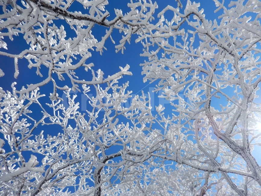 소백산,눈꽃풍경,상고대,겨울풍경,국립공원,겨울동화,힐링,감성,아름다움,뷰티풀,설국,눈풍경,파란하늘,100대명산,겨울명산,설경,서리꽃,영동,snow,landscape,눈,화이트,자연,신비로운,경이로운,천상,비경,치유,산,명산,겨울,계절,winter,season,식물,자연,plants,nature,나무,trees,wood