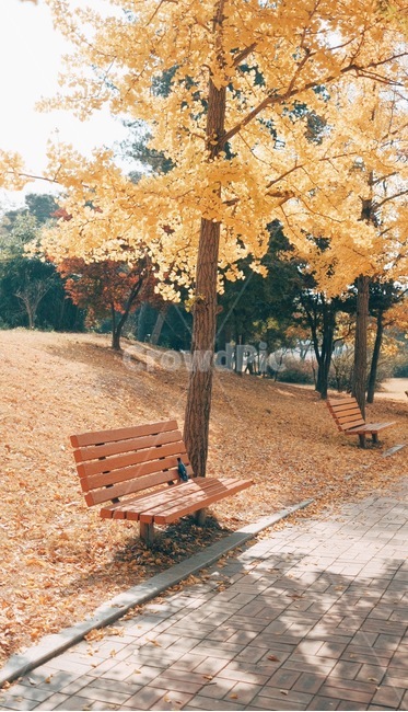 은행나무,그림자,햇살,가을,은행잎,벤치,여유,가을,계절,fall,autumn,season,감성,sensible,feeling,휴식,힐링,rest,relaxation,healing,bench,furniture,가구,tree,나무,plant,식물