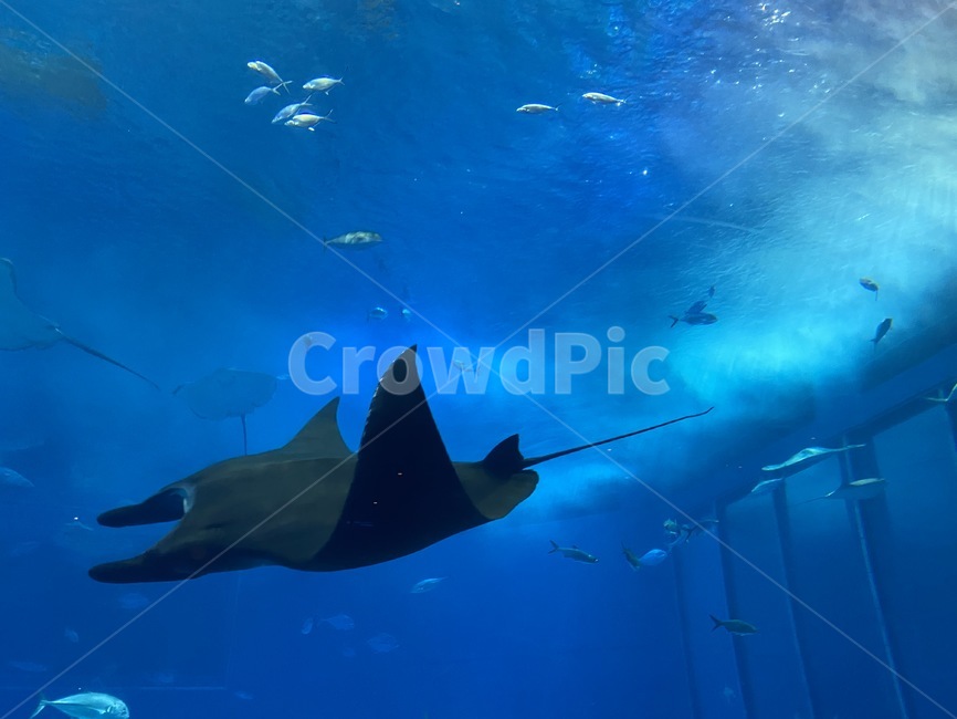 fish,물고기,animal,동물,mantaray,해양생물,sealife,만타레이,바다,sea,ocean