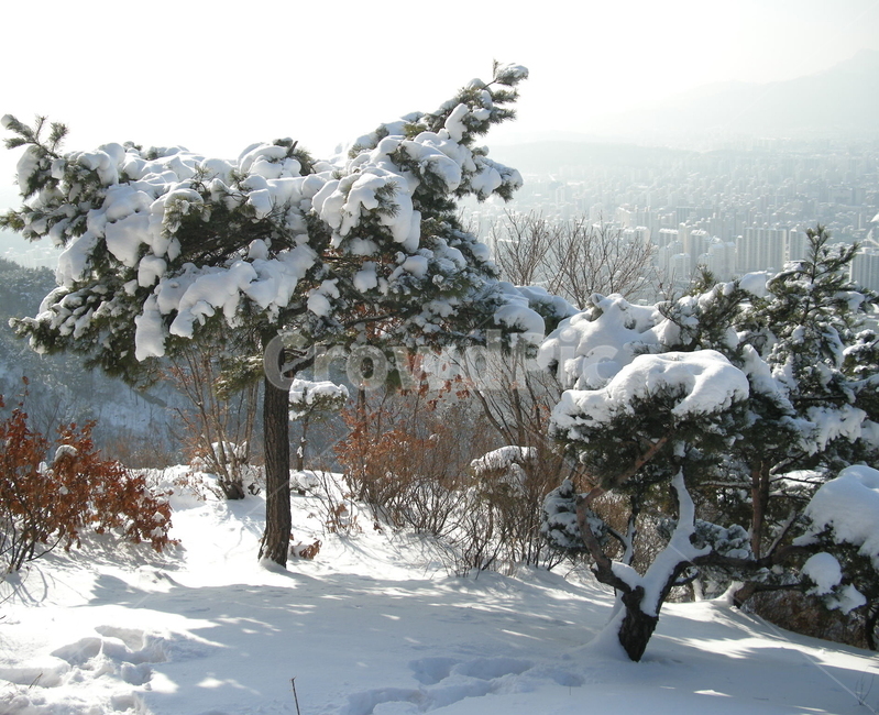 나무,눈,눈꽃,폭설,산,불암산,노원구,등산,겨울,겨울,계절,winter,season