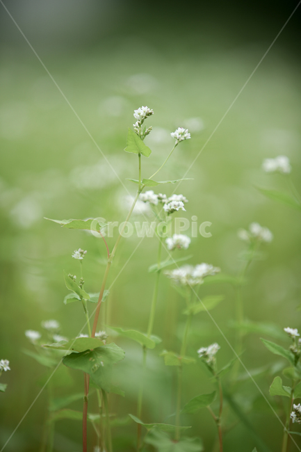 메밀밭,메밀꽃,메밀,식물,plant,메밀꽃필무렵,flower,green,식물,자연,plants,nature,꽃,flower