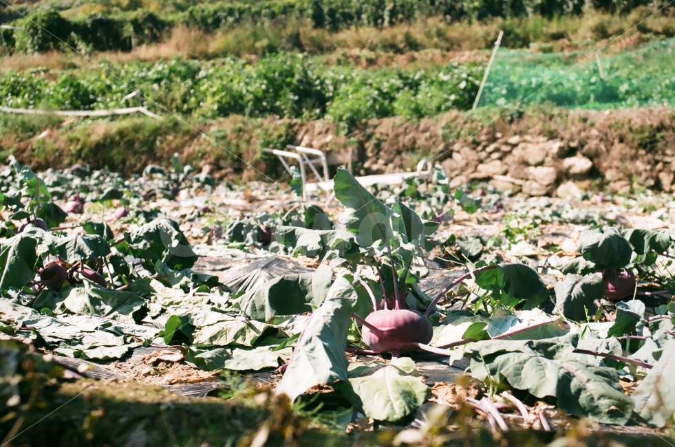 채소,밭,콜라비,순무양배추,구경양배추,음식,식재료,요리,food,cook,meal,dishes,food reserves,채소,야채,vegetables,농업,농사,agriculture,farming,farming industry