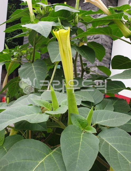 large flower,naturalized plant,summer,flower,bud,flower bud,angeltrumpet,flower lump,Angel Trumpet,datura flower,flowerbud,Datura,Solanaceae,datura,Angels Morning Glory