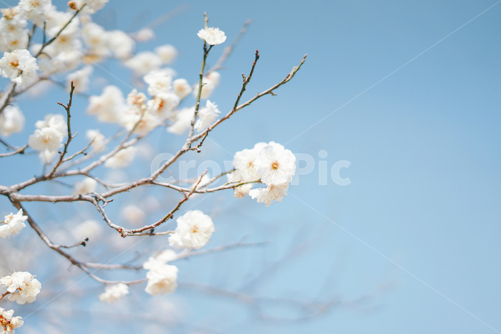 꽃,매화꽃,식물,flower,plant,봄,계절,spring,season,식물,자연,plants,nature,꽃,flower