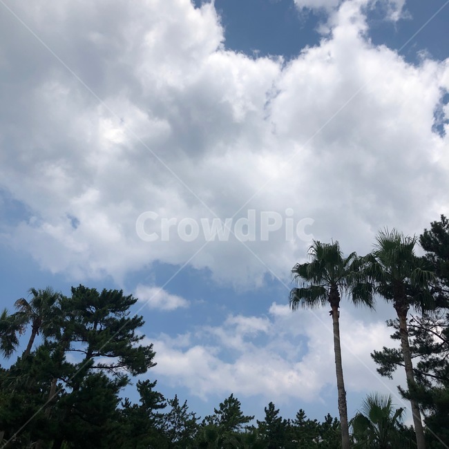 제주도,구름,야자수,자연,하늘,nature,cloud,sky,자연,풍경,nature,landscape,weather,날씨,outdoors,옥외,cumulus,적운