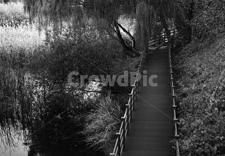 흑백,가을,외로움,나뭇잎,그림자,autumn,fall,leaf,backlight,역광,나무,길,산책,데크,monotone,bw,loneliness,solitary,모노톤,흑백사진,자연,풍경,nature,landscape,흑백,모노톤,monochrome,black and white,handrail,난간,banister