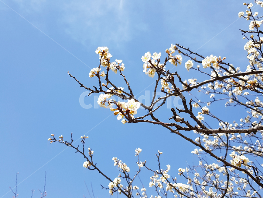 봄,꽃,식물,매화,japaneseapricotflower,봄,계절,spring,season,식물,자연,plants,nature,꽃,flower,나무,trees,wood,plant