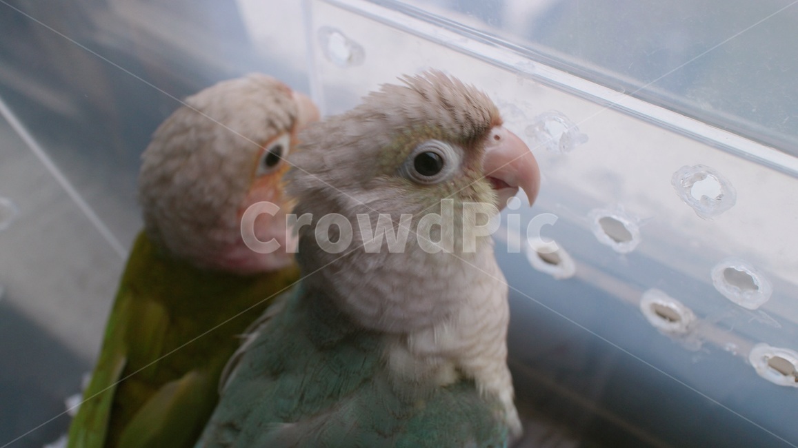반려동물,애완동물,앵무새,동물,새,코뉴어,bird,animal,parrot