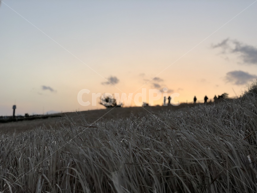 석양,갈대,노을,하늘,해안가,sunset,reed,wave,sky,bluff,구름,cloud,자연,풍경,nature,landscape,grass,잔디,plant,식물