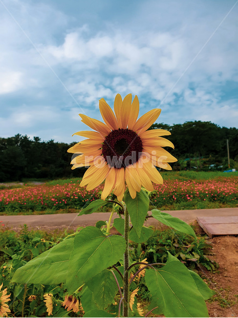 해바라기,sunflower,plant,식물,blossom,flower,꽃,식물,자연,plants,nature,꽃,flower