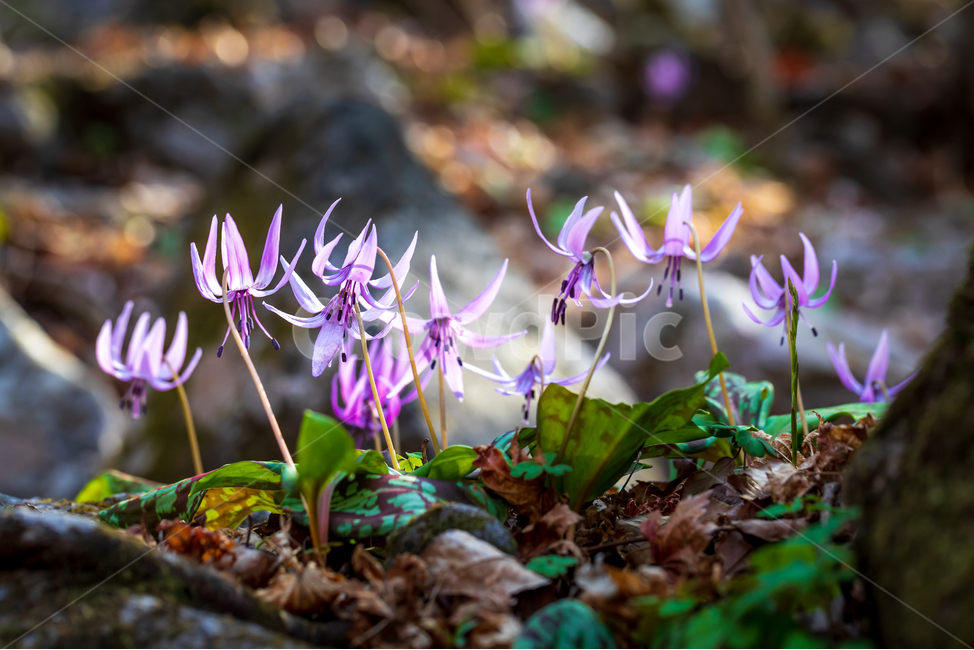 얼레지,야생화,봄꽃,꽃,plant,식물,보라색꽃,식물,자연,plants,nature,꽃,flower