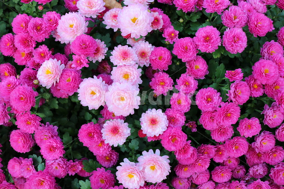 꽃,국화,국화꽃,식물,야생화,소국화,원예,분홍꽃,분홍색꽃,식물,자연,plants,nature,꽃,flower