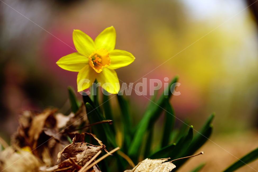 수선화,한국자연,꽃,꽃사진,플라워,flower,봄,봄꽃,spring,식물,plants,자연,nature,풍경,landscape,계절,season,snap,스냅,접사,macro,closeup,클로즈업,감성사진,감성,힐링,healing,느낌,feel,feeling,꽃밭,화단,나무,나뭇가지,tree,꽃봉오리,4월,April,봄,계절,spring,season,식물,자연,plants,nature,꽃,flower,plant