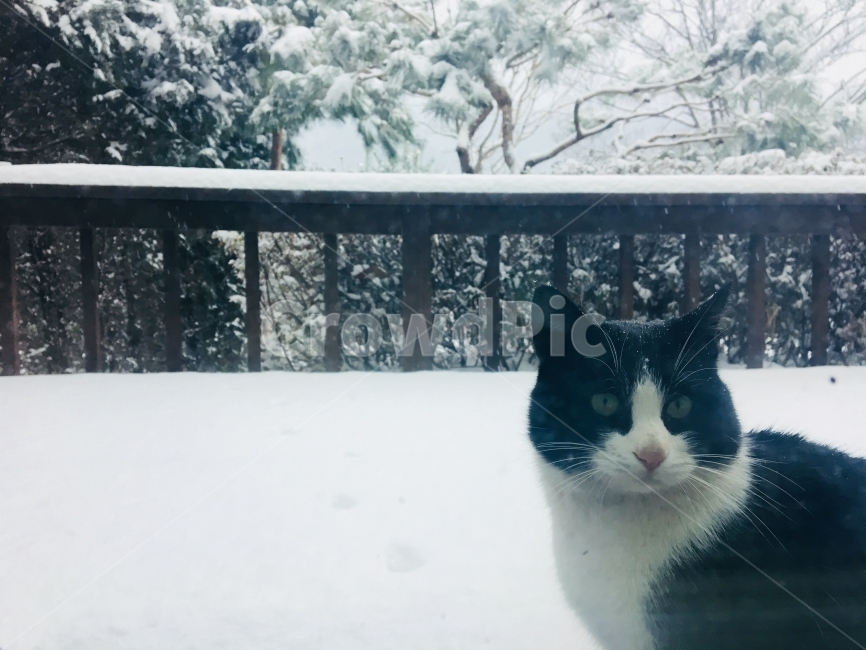 고양이,겨울,동물,길고양이,길냥이,수염,눈,함박눈,cat,도둑고양이,검은고양이,외로움,고독,겨울,계절,winter,season,동물,animal,포유류,mammal,고양이,cat,kitten,kitty