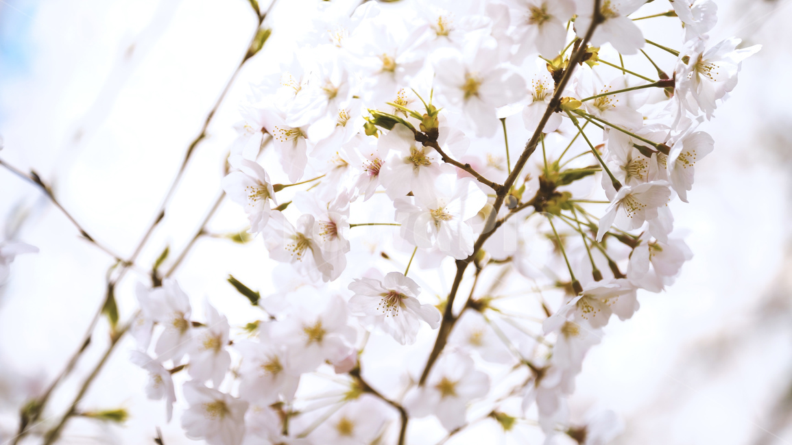 봄,벚꽃,cherryblossom,flowers,벚꽃나무,꽃비,벚꽃비,봄꽃,계절,spring,season,식물,자연,plants,nature,꽃,flower,나무,trees,wood,감성,sensible,feeling,배경화면,이미지,감성사진,봄,계절,spring,season,식물,자연,plants,nature,꽃,flower,plant