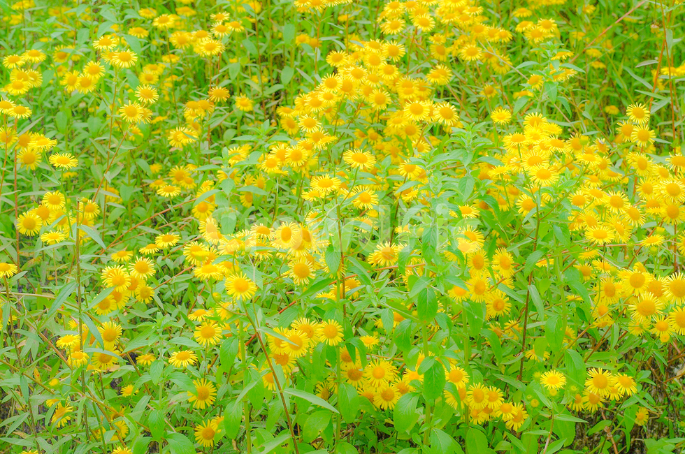 꽃,국화,봄,노랑,초록,식물,자연,plants,nature,꽃,flower