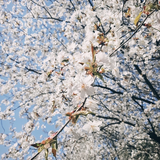 벚꽃,봄,화사한,나무,꽃