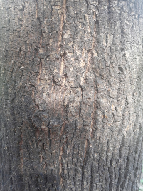 나무,껍질,고목,식물,숲,식물,자연,plants,nature,나무,trees,wood