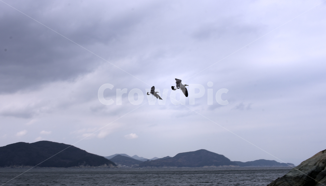 갈매기,통영,사랑도,유람선,비행,동물,animal,조류,새,birds