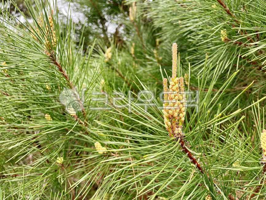 pine tree,pinetree,Pine pollen powder,pine,tree,coniferous plant,pine flower,Songhwa,pine cone,plant,conifer