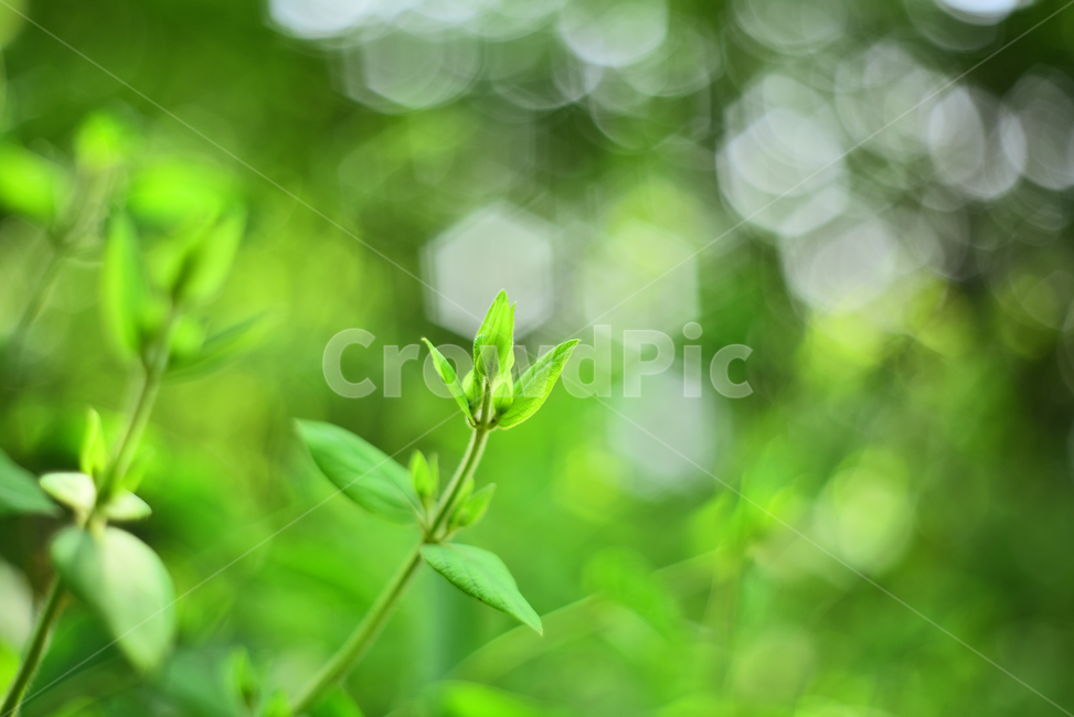 봄,새잎,새순,보케,빛망울,플레어,bokeh,flare,green,그린,봄배경,잎새,나무,plant,식물,잎,야외,옥외,아웃도어,초록색,녹색,그리너리,leaf,배경,바탕,백그라운드,덩굴식물,환경
