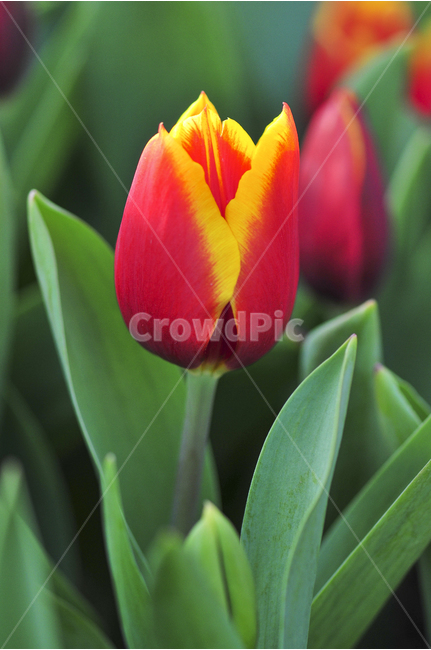 튜울립,꽃,노랑,빨강,꽃축제,봄꽃,봄,계절,spring,season,식물,자연,plants,nature,꽃,flower,plant,blossom