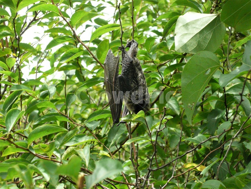 검은집박쥐,애기박쥣과,포유류,야행성,야생동물,동물,animal,포유류,mammal
