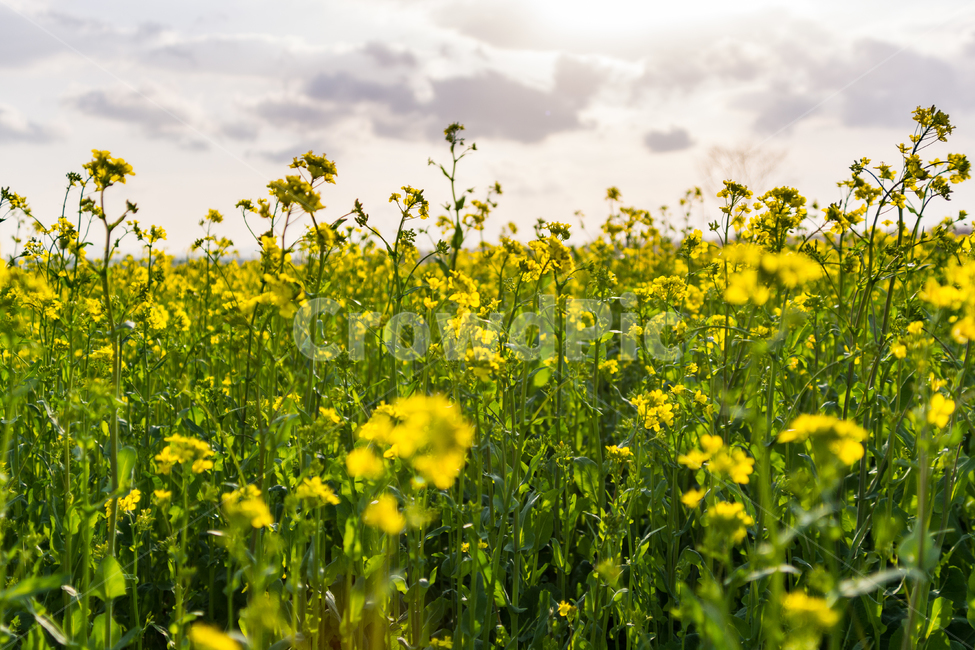	봄,꽃,자연,풍경,유채꽃,노랑,초록,flower,봄,계절,spring,season,식물,자연,plants,nature,꽃,flower,grassland,목초지,outdoors,옥외,field,들,meadow,farm,농장,rural,농촌