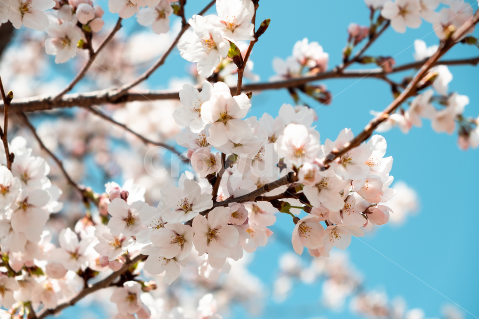 봄,벚꽃,벚꽃나무,꽃,flower,cherryblossom,spring,자연,감성사진,봄,계절,spring,season,plant,식물,blossom