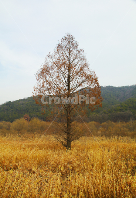 하늘,산,나무,갈대,숲,고목,외로움,슬픔,배경,가을,계절,fall,autumn,season,식물,자연,plants,nature,나무,trees,wood,tree,plant,outdoors,옥외
