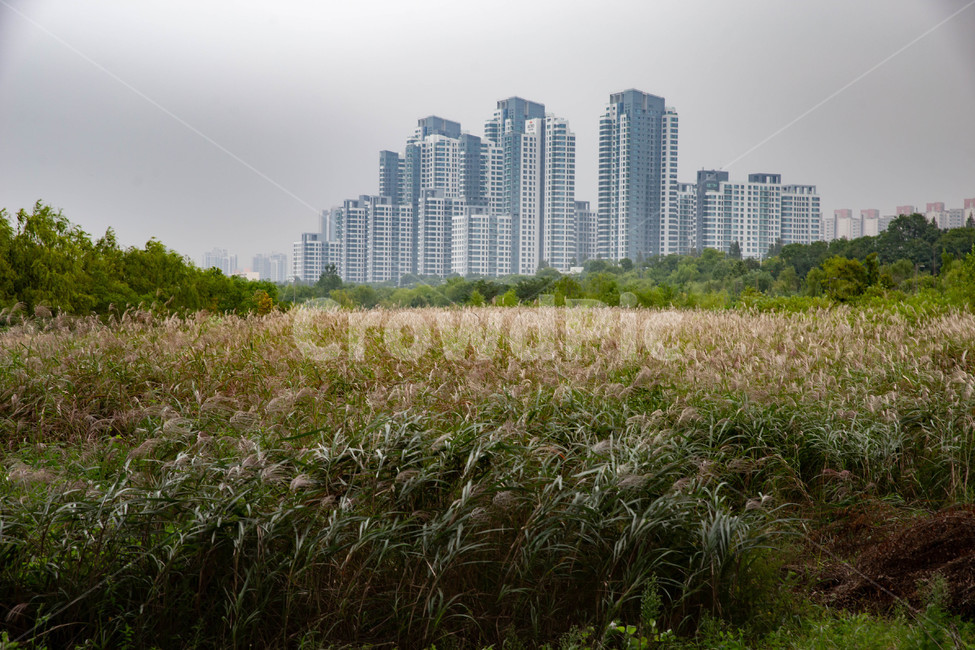 grass,잔디,plant,field,들,도시,근교,자연,식물,자연,plants,nature